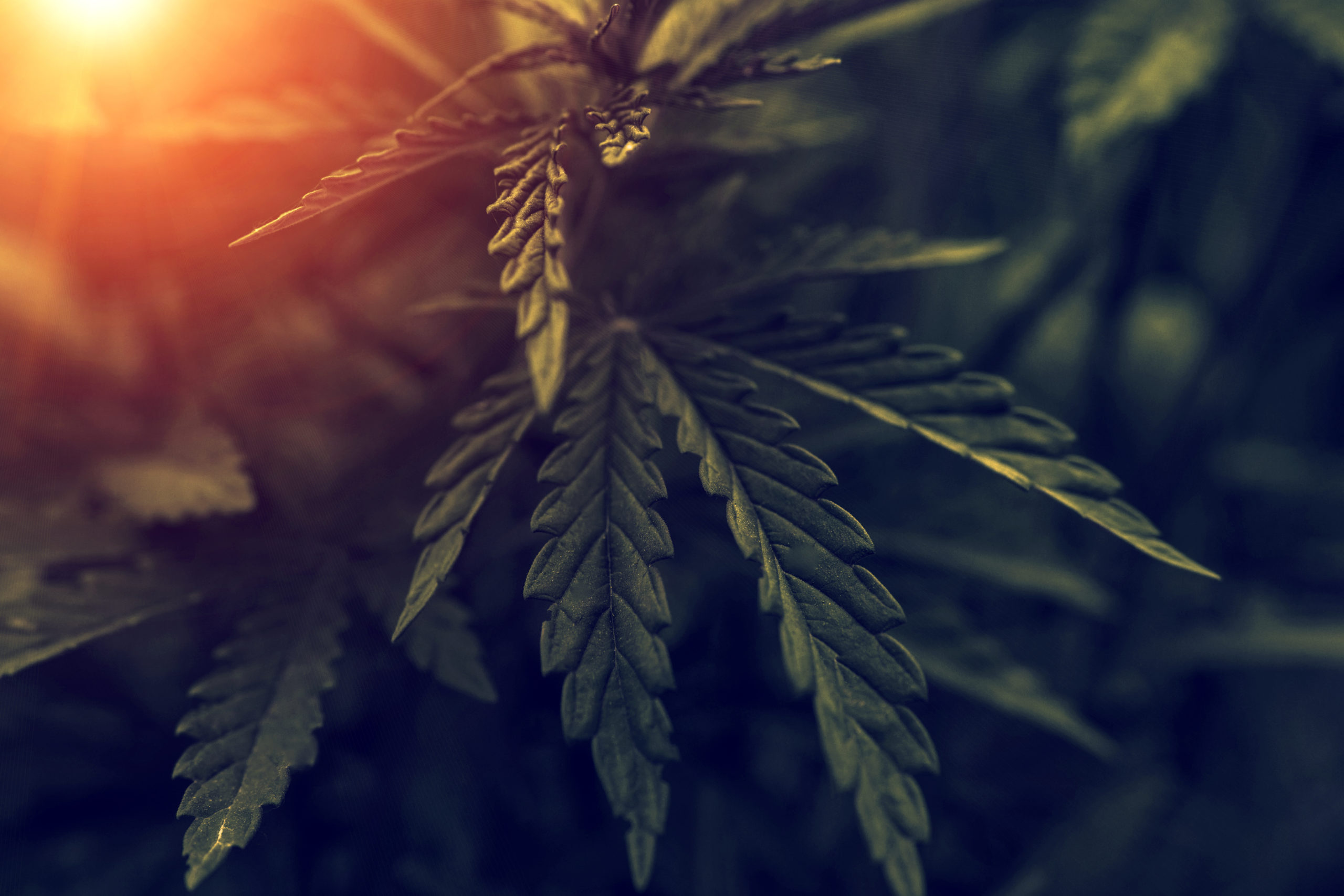 Anvisa autoriza dois novos produtos de Cannabis no Brasil